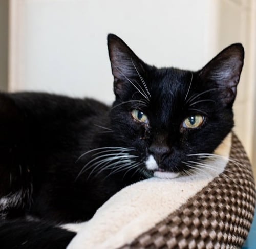VELO - Domestic Short Hair for adoption in Boston