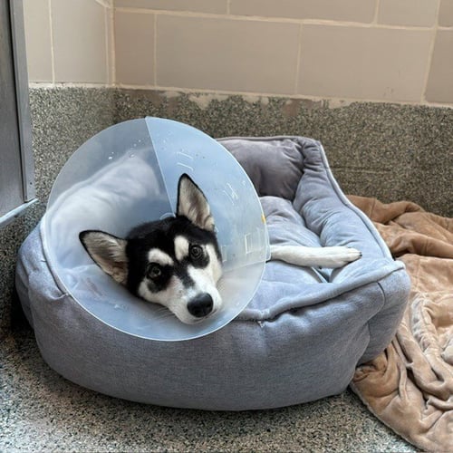 LARK - Siberian Husky available for adoption