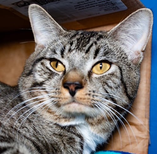 BENJI BUTTON - Domestic Short Hair available for adoption