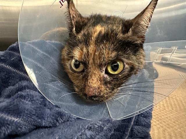 MARTHA Image