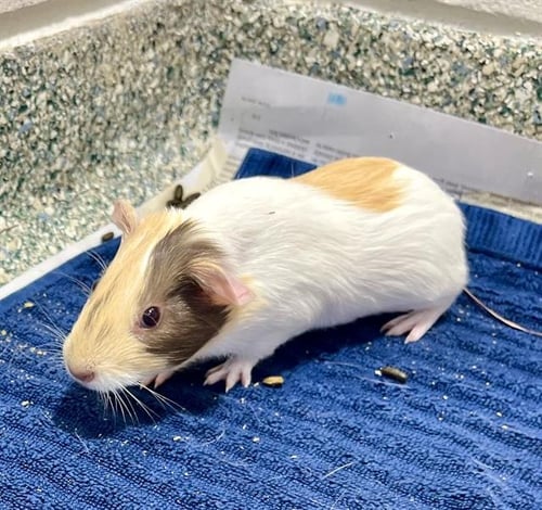 MOMENTO MORI - Guinea Pig available for adoption
