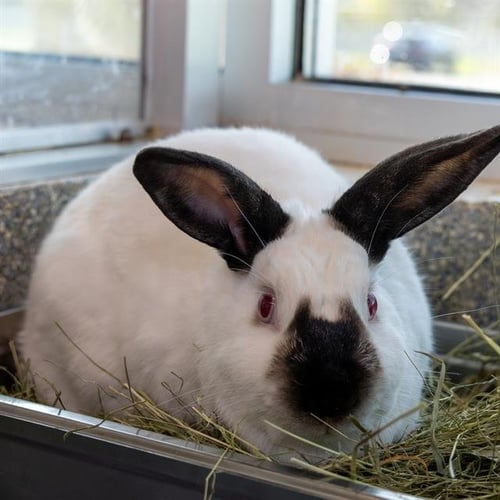 HOUDINI - Californian available for adoption