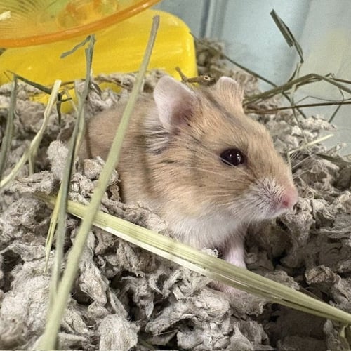 BRAZIL - Hamster available for adoption