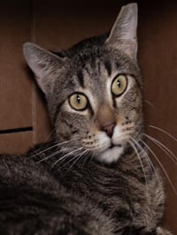BUDDY-FIV+ - Photo 1