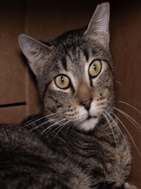BUDDY-FIV+ - Domestic Short Hair for adoption in Cambridge