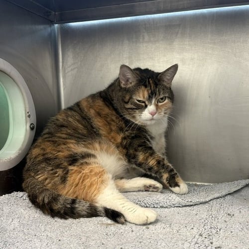 LUCEE - Domestic Short Hair available for adoption