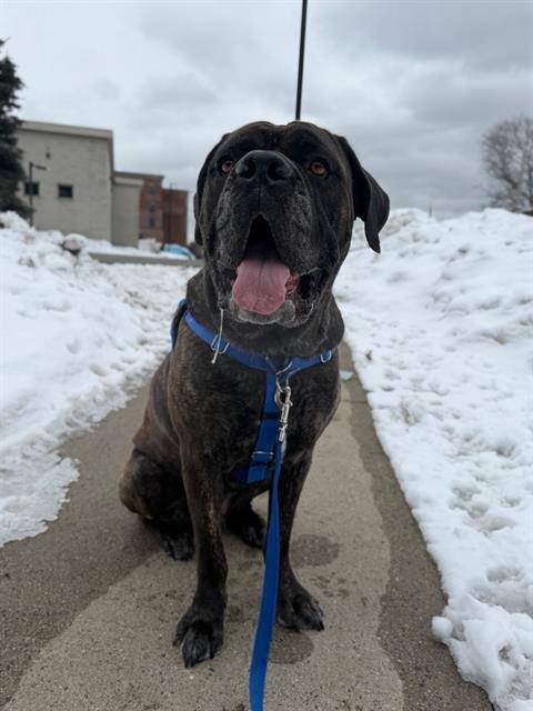 RAMZI - Mastiff available for adoption