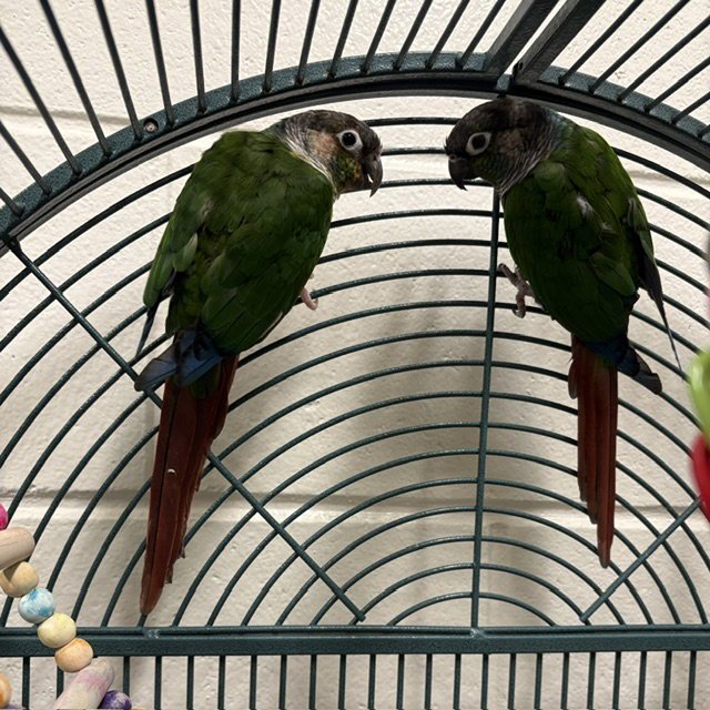 PEPPER Image