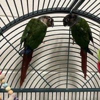 PEPPER - Photo 1