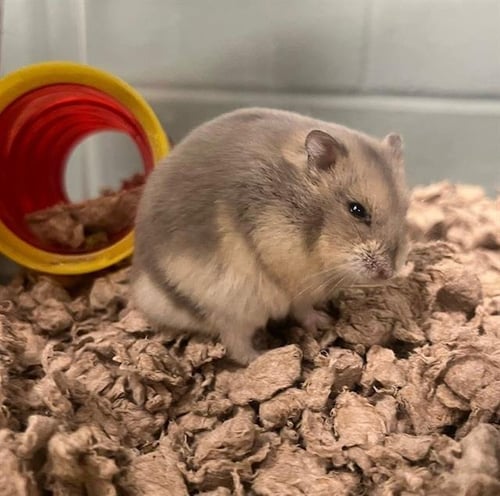 MEXICO - Hamster available for adoption