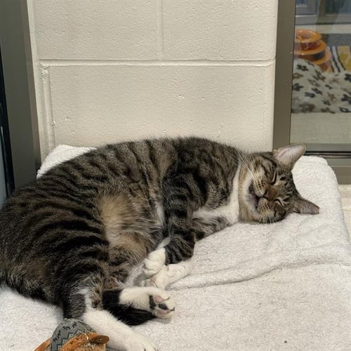 MR. BASEMENT- FIV+ / FELV+ - Domestic Short Hair available for adoption