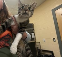 MR. BASEMENT- FIV+ / FELV+ - Photo 1