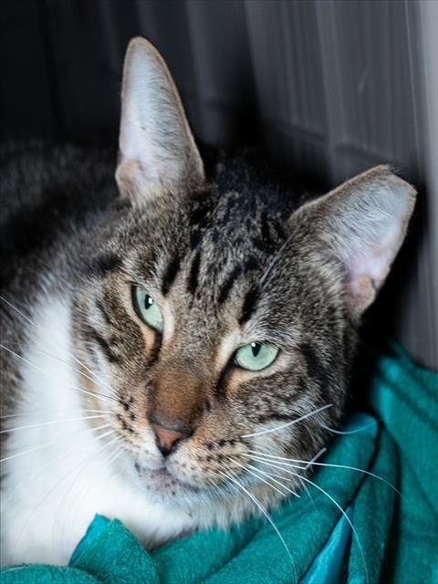 MR. BASEMENT- FIV+ / FELV+ - Domestic Short Hair available for adoption