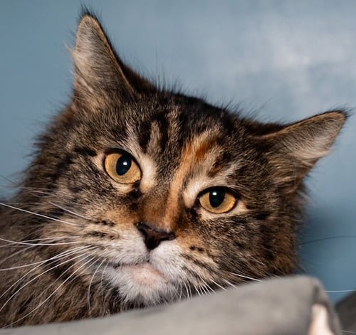 MOLLY - Domestic Long Hair available for adoption