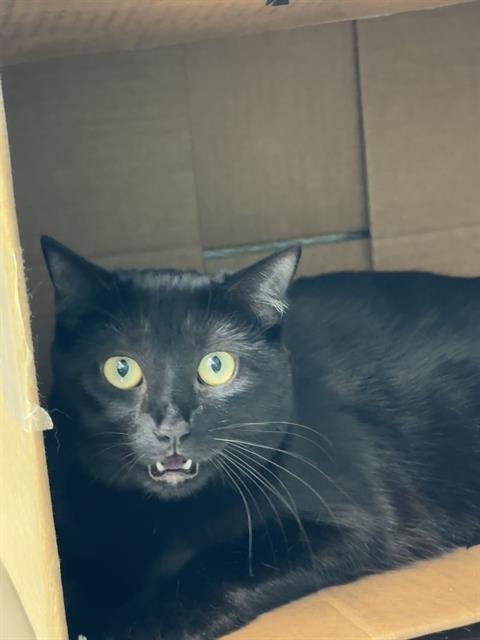CYNTHIA - Domestic Short Hair available for adoption
