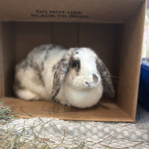 SPRINKLES - Holland Lop available for adoption