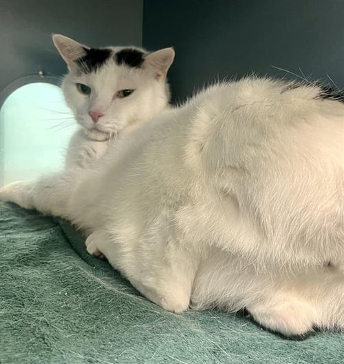 ACE - Domestic Short Hair available for adoption