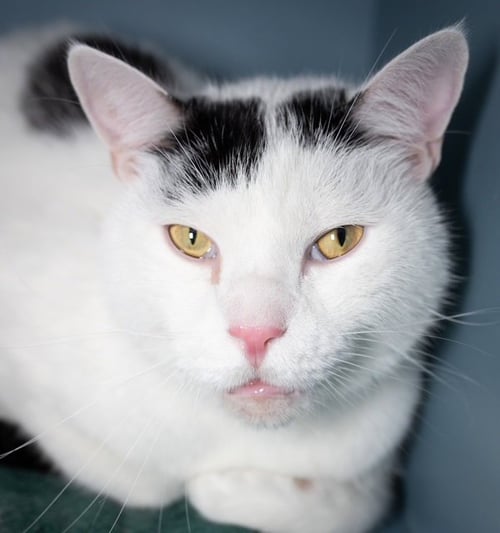 ACE - Domestic Short Hair available for adoption