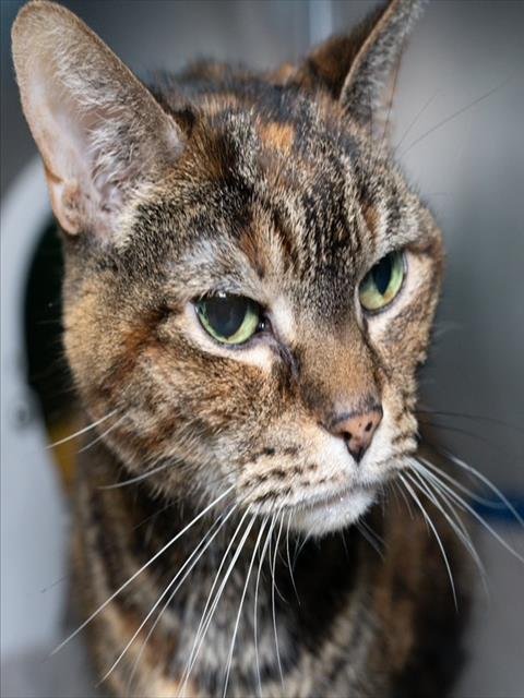 OLENNA - Domestic Short Hair available for adoption