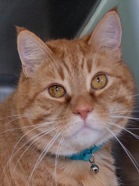 BAILEY - Domestic Short Hair available for adoption