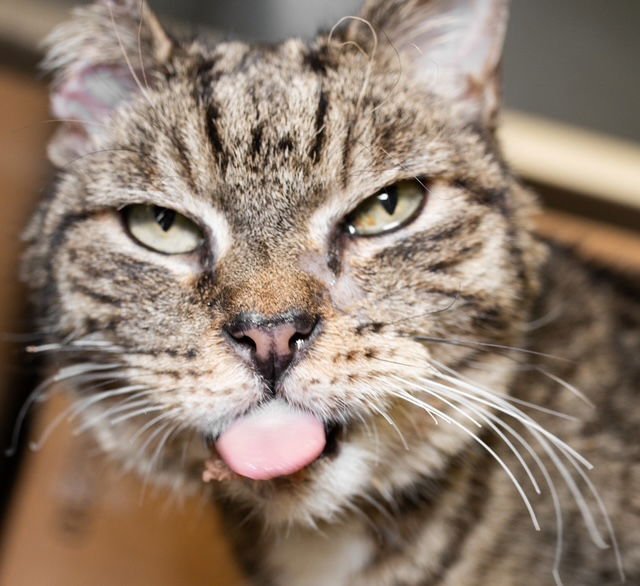 PINKY - Domestic Short Hair available for adoption