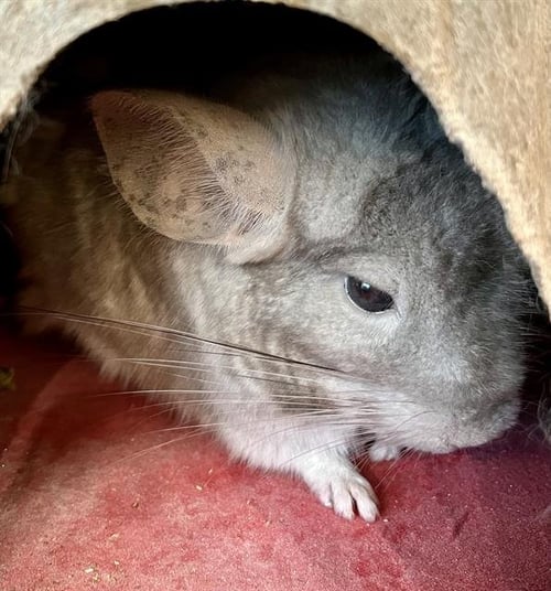 BLUE - Chinchilla available for adoption