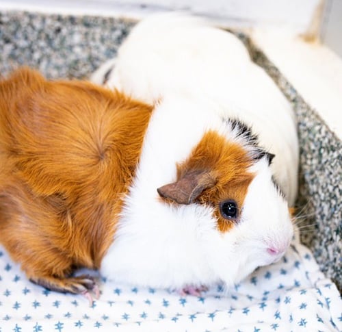 PRINCESS - Guinea Pig available for adoption
