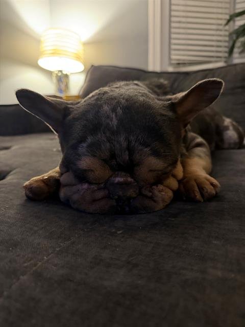 GODZILLA - French Bulldog / Chinese Shar-Pei available for adoption