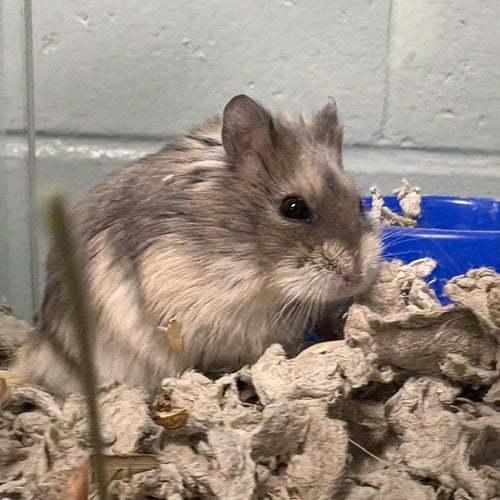 ITALY - Hamster available for adoption