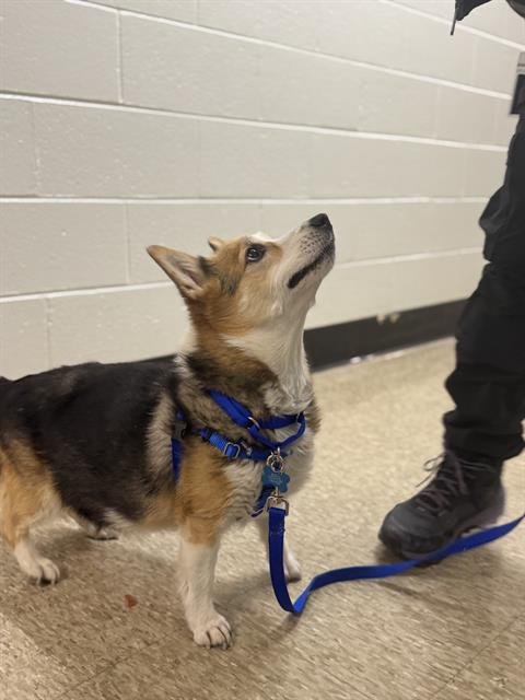 LOLA - Pembroke Welsh Corgi available for adoption