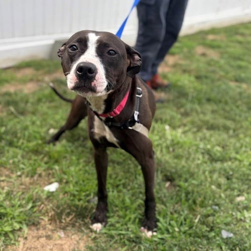 LALA - Pit Bull Terrier available for adoption
