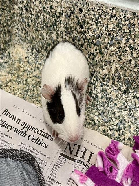 CHERRY - Guinea Pig available for adoption