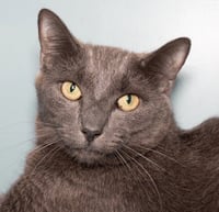 GRAY GRAY - Photo 1