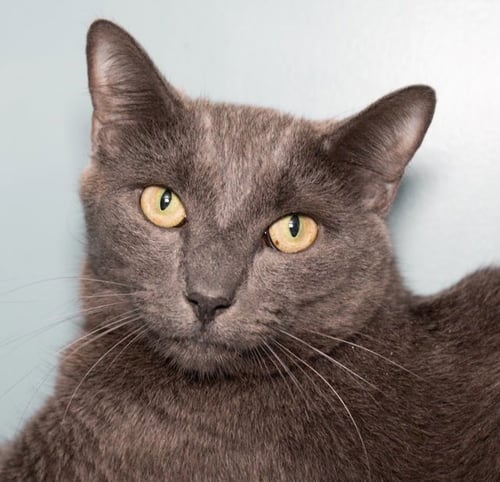 GRAY GRAY - Domestic Short Hair available for adoption