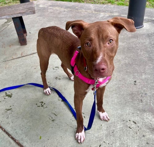 NYLA - Pit Bull Terrier available for adoption