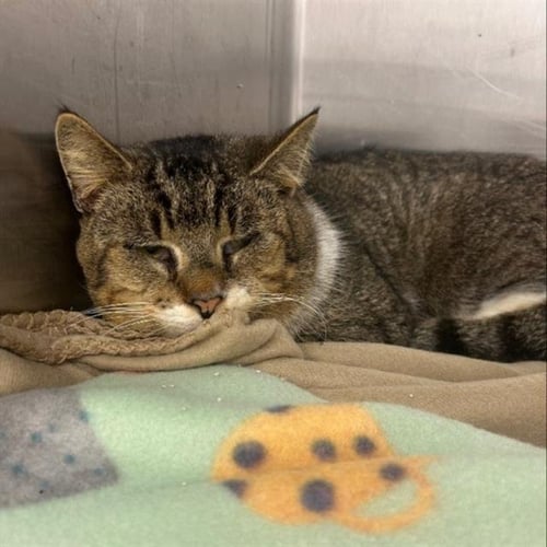 POPEYE - Domestic Short Hair for adoption in Cambridge
