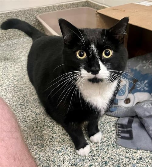 MONKEY - Domestic Short Hair for adoption in Boston