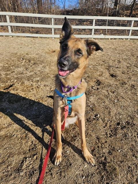 SADIE - German Shepherd Dog available for adoption