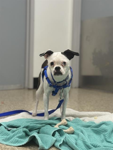 VIOLET - Pug / Beagle available for adoption