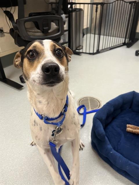 SPOT - Australian Cattle Dog/Blue Heeler available for adoption