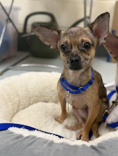 SNOOP - Chihuahua available for adoption