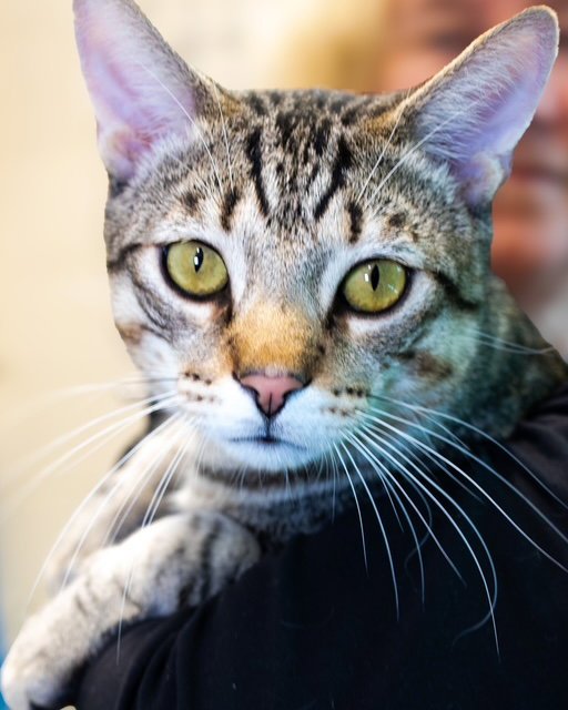 NICKEL- FIV+ Image