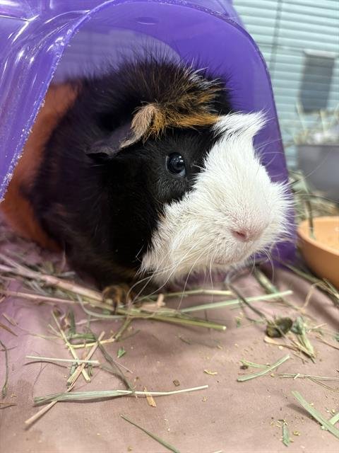 HAMLET - Guinea Pig available for adoption