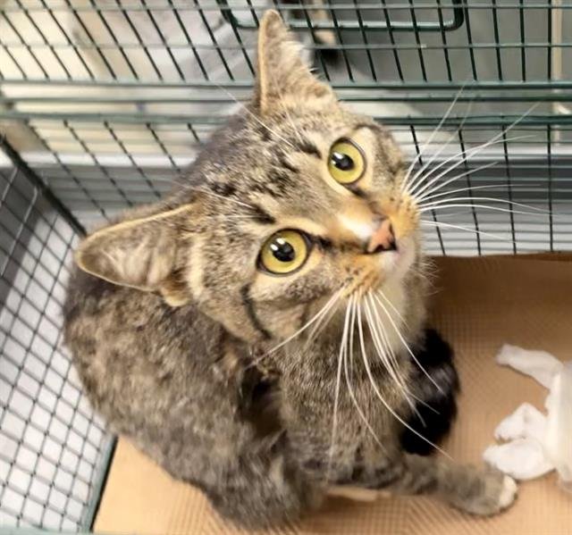 INGA - Domestic Short Hair available for adoption