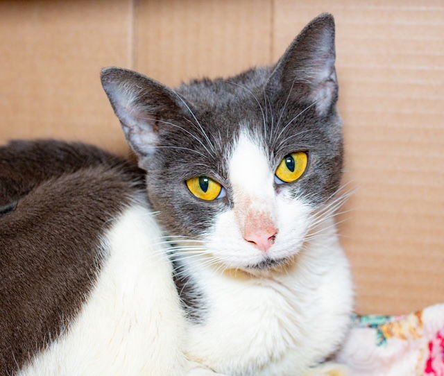 BLIZZARD - Domestic Short Hair available for adoption