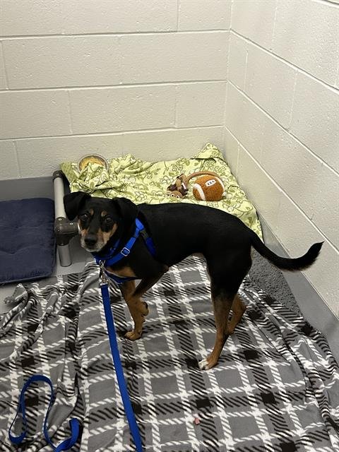 BRISTOL - Pit Bull Terrier available for adoption