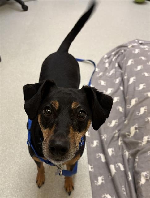 BRISTOL - Pit Bull Terrier available for adoption
