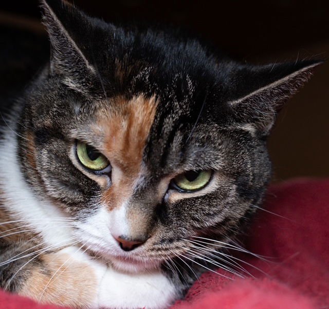 PUDDING - Domestic Short Hair available for adoption