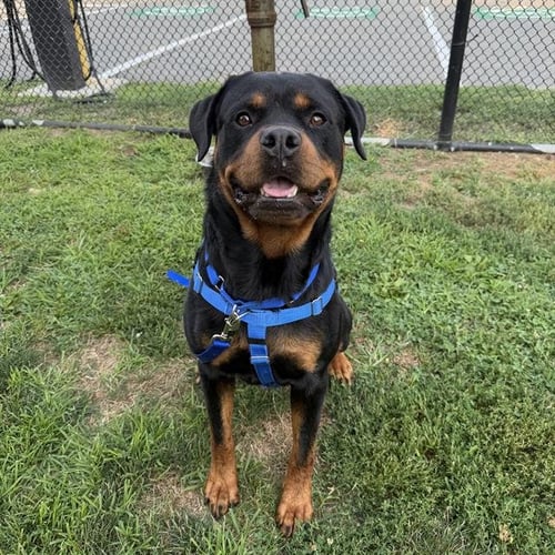 ROCKY - Rottweiler available for adoption
