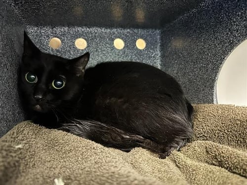 CHECKOUT GIRL - Domestic Short Hair available for adoption